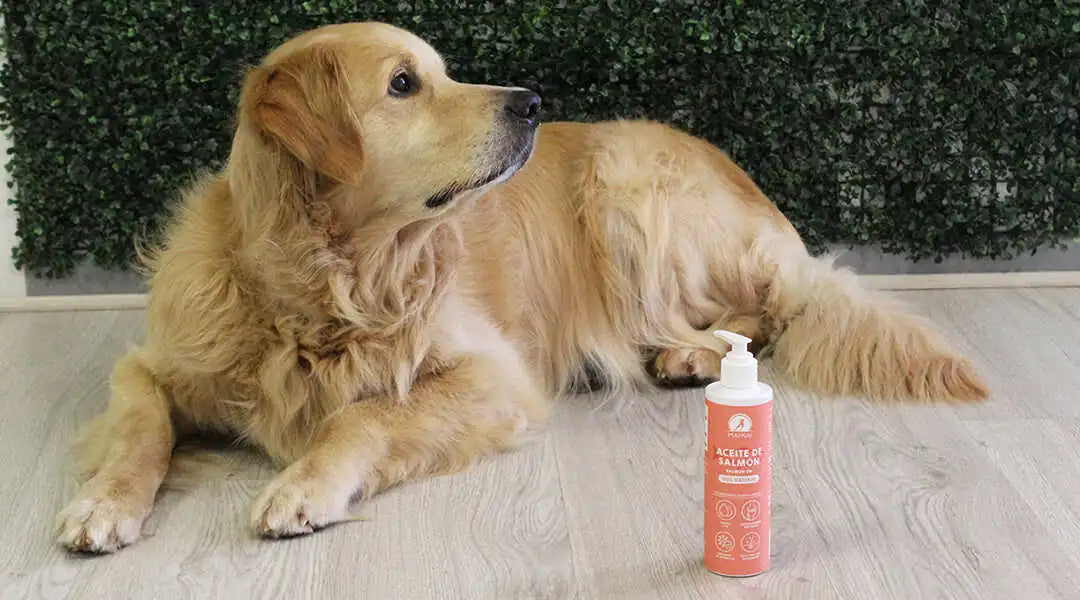 Los beneficios del aceite de salmón para mascotas