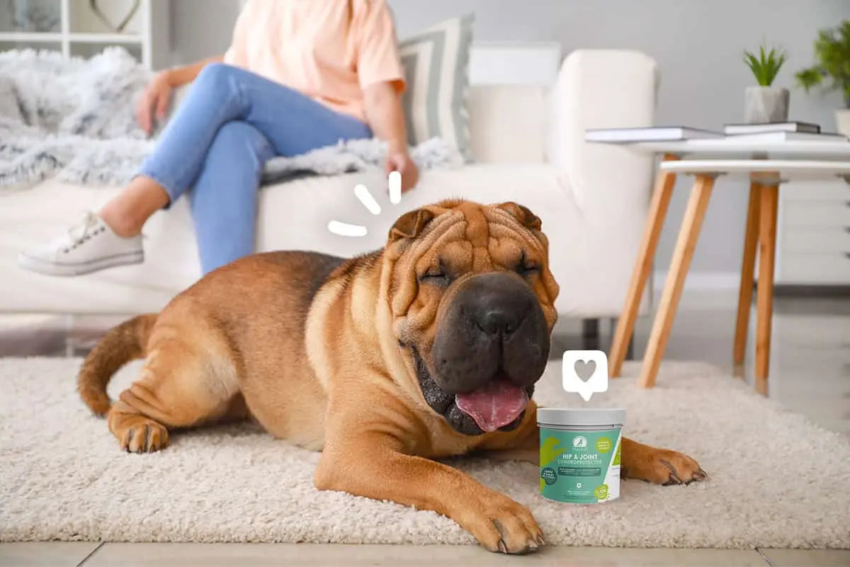 Todo lo que debes saber sobre condroprotectores y antiinflamatorios para perros y gatos