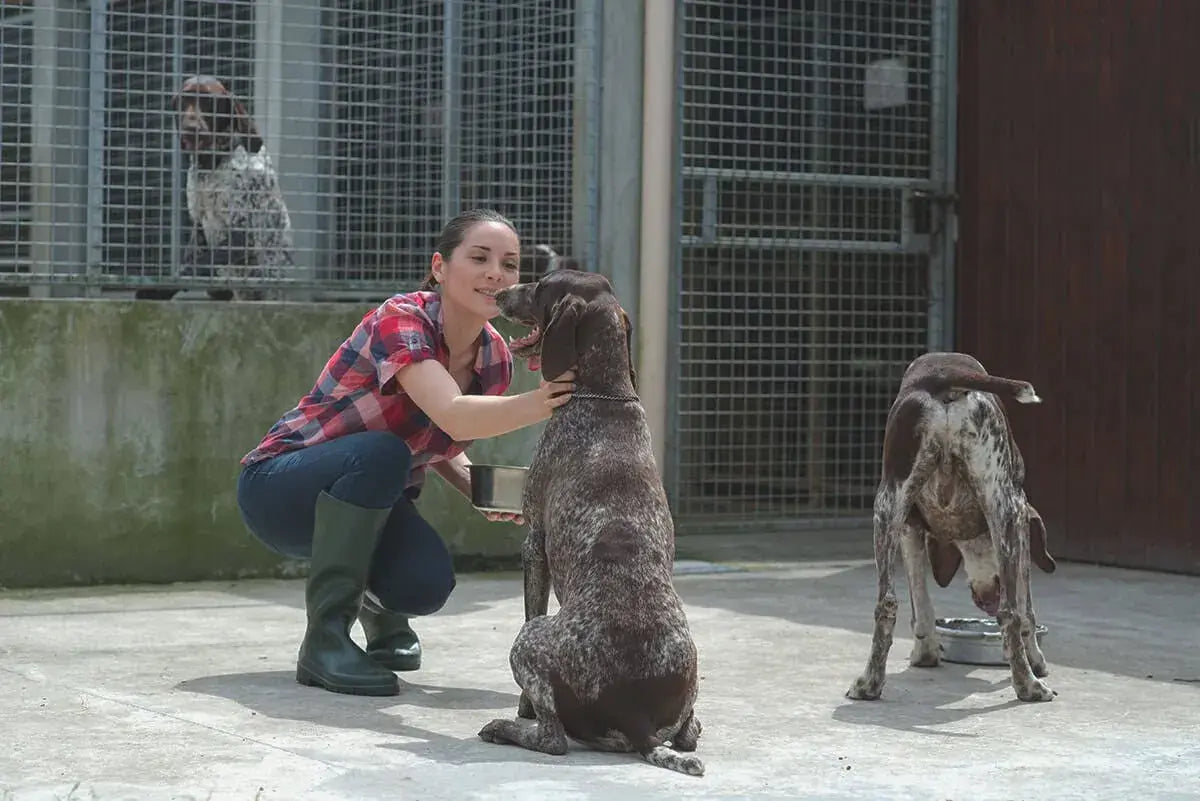 La labor de los voluntarios en las protectoras