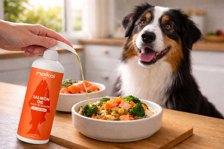 Aceite de salmón para perros: para qué sirve