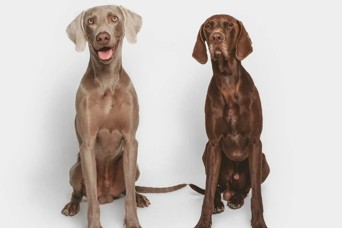 Cómo socializar a tu perro : Nuestros mejores consejos