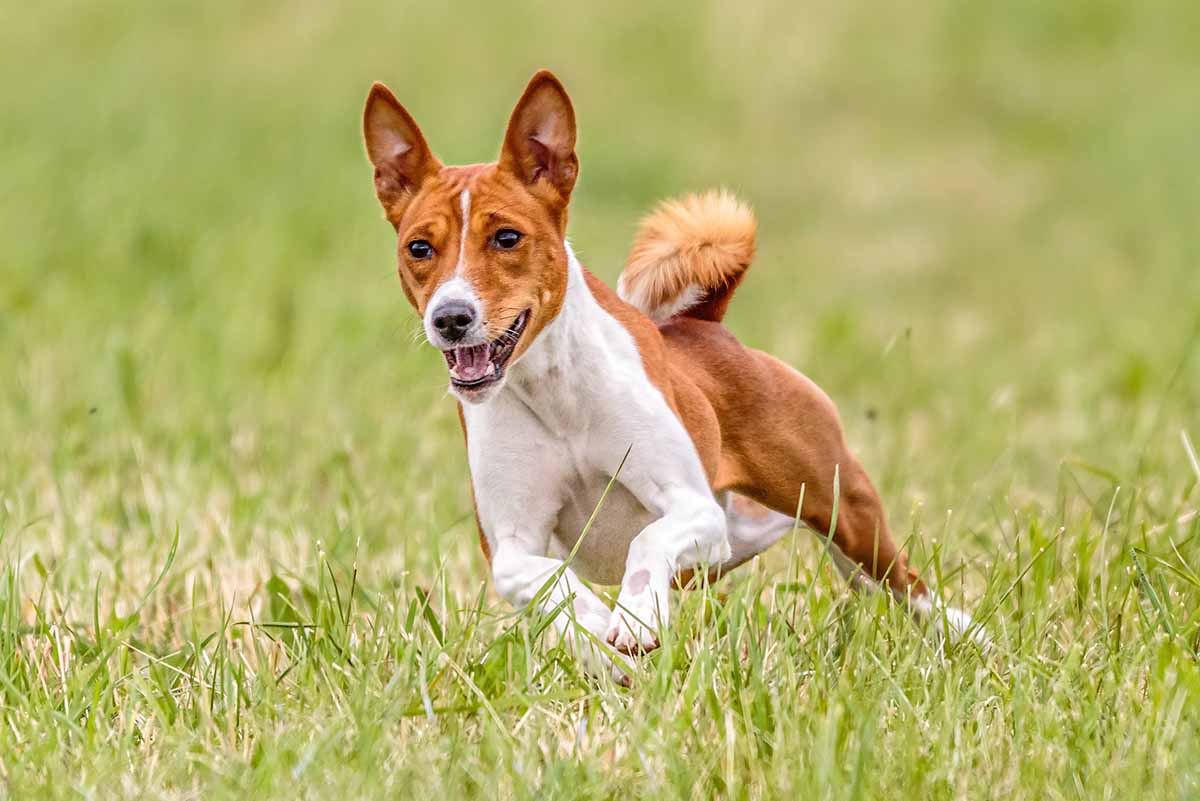 Basenji : el perro que no ladra.
