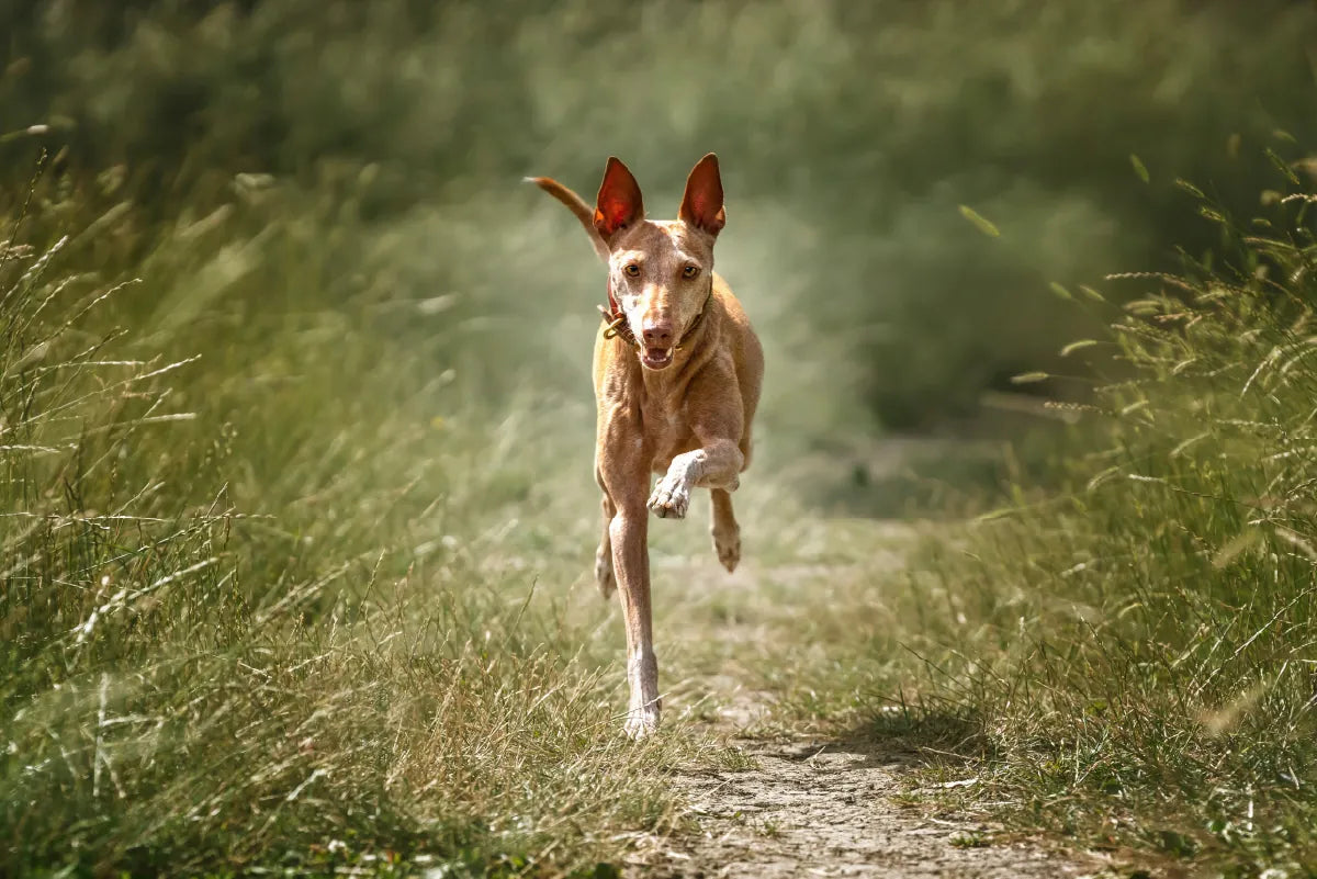 Podenco Andaluz