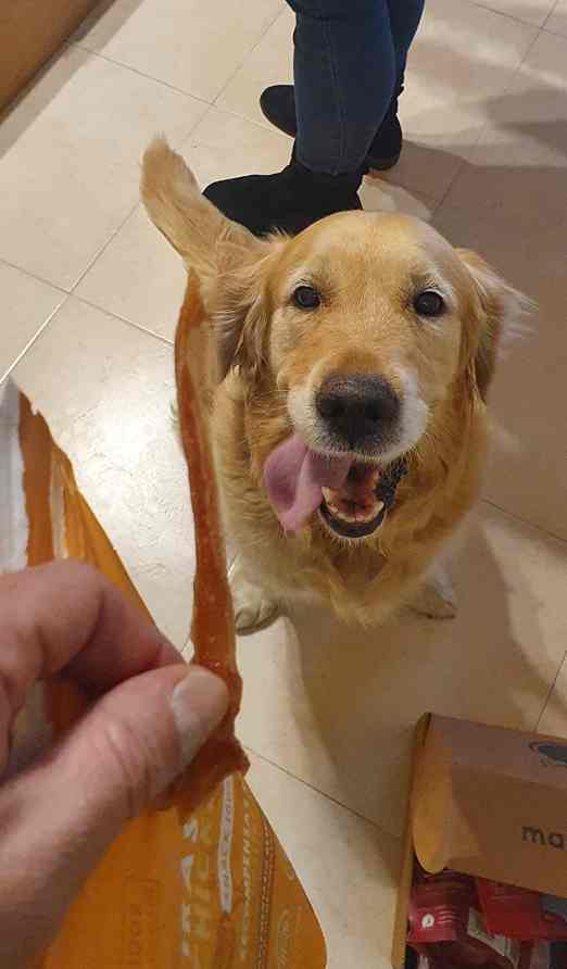 Packs de regalo para perros en Navidad: qué incluir según el tamaño y la edad de tu perro
