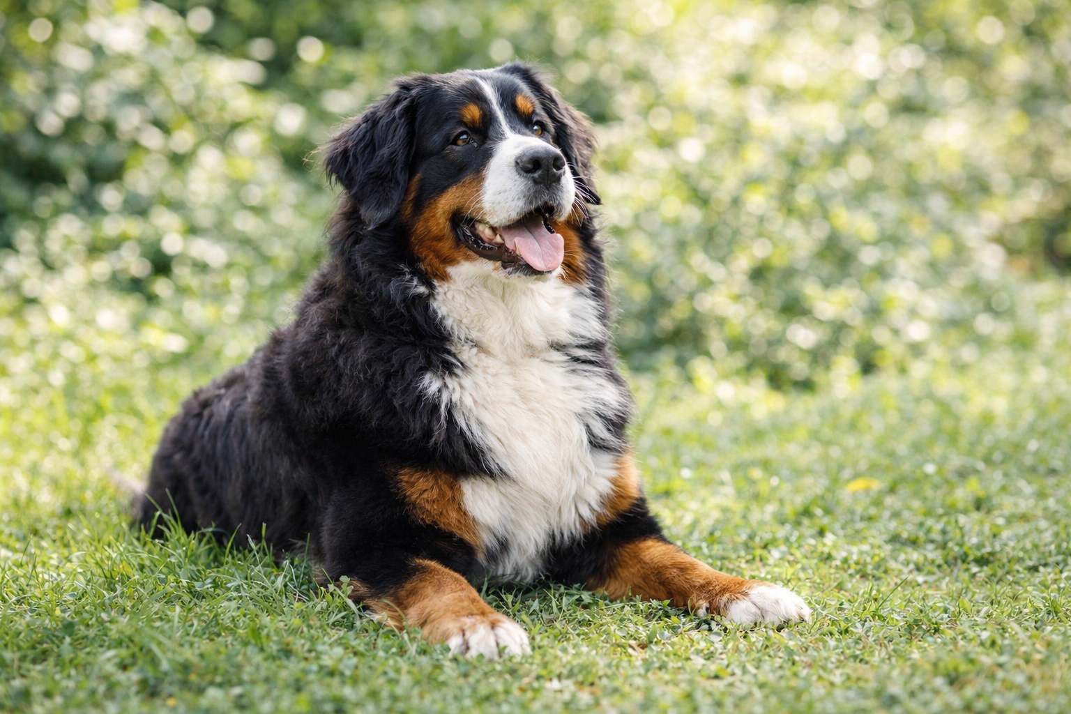 Condroprotector para perros grandes: cuándo empezar a cuidar sus articulaciones