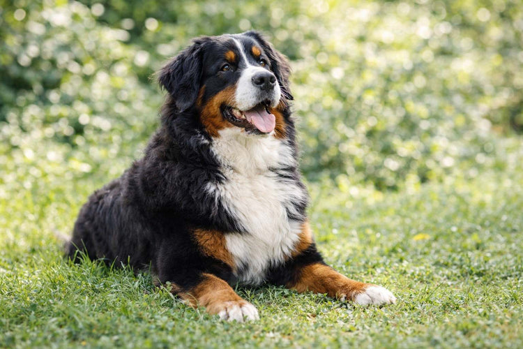 Condroprotector para perros grandes: cuándo empezar a cuidar sus articulaciones