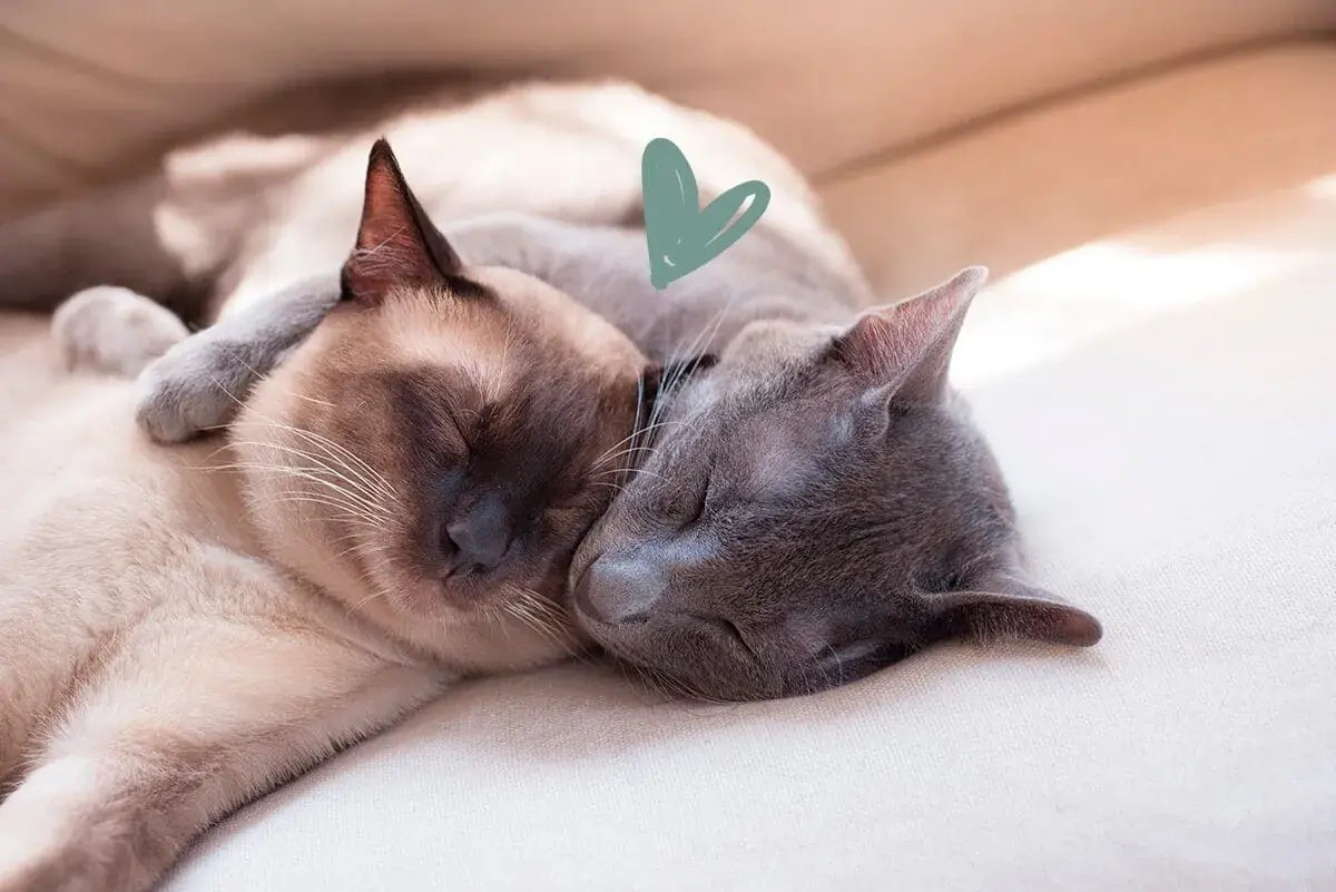 ¿El color del pelaje de tu gato está relacionado con su personalidad?