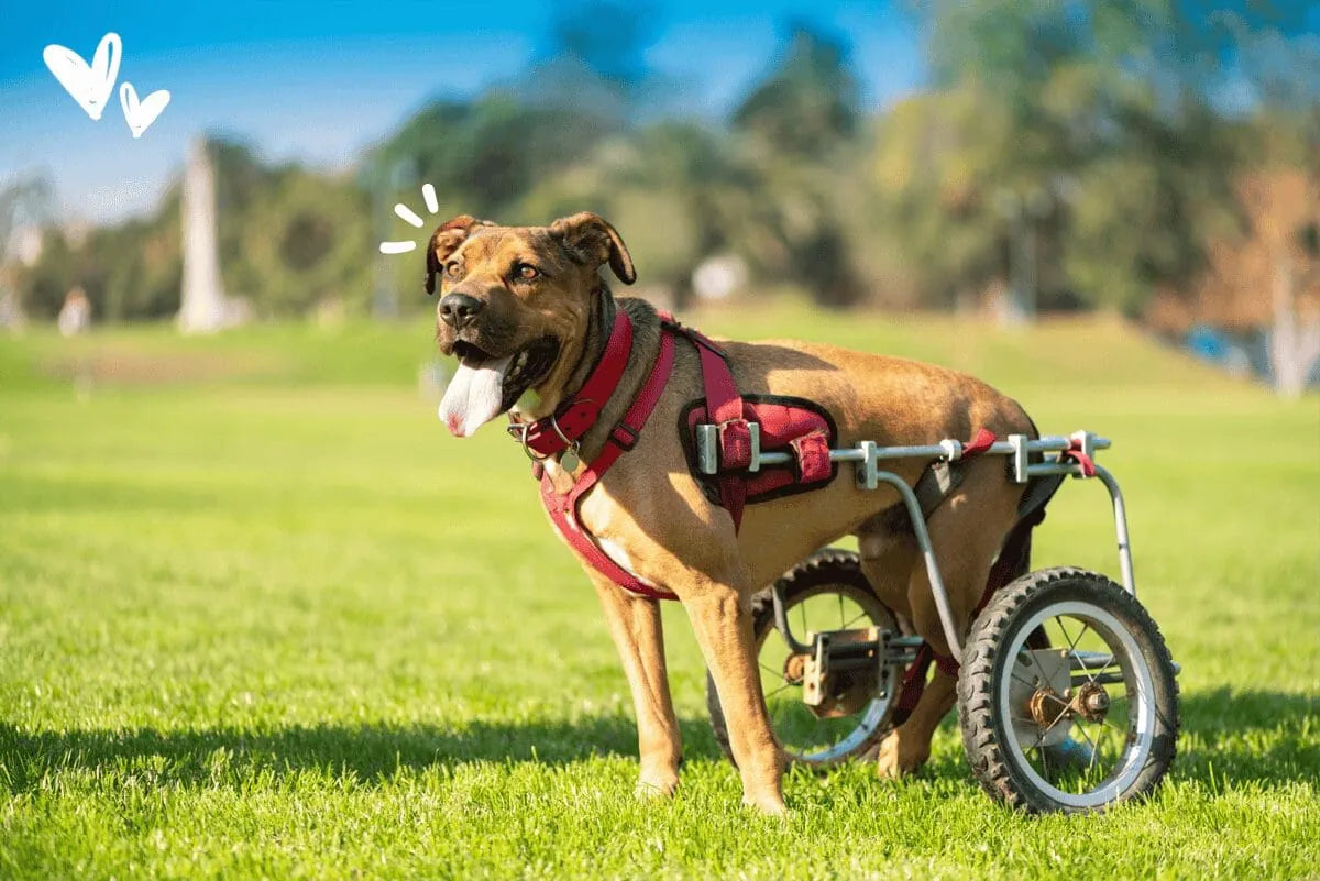 10 enfermedades raras que pueden afectar a nuestros peludos