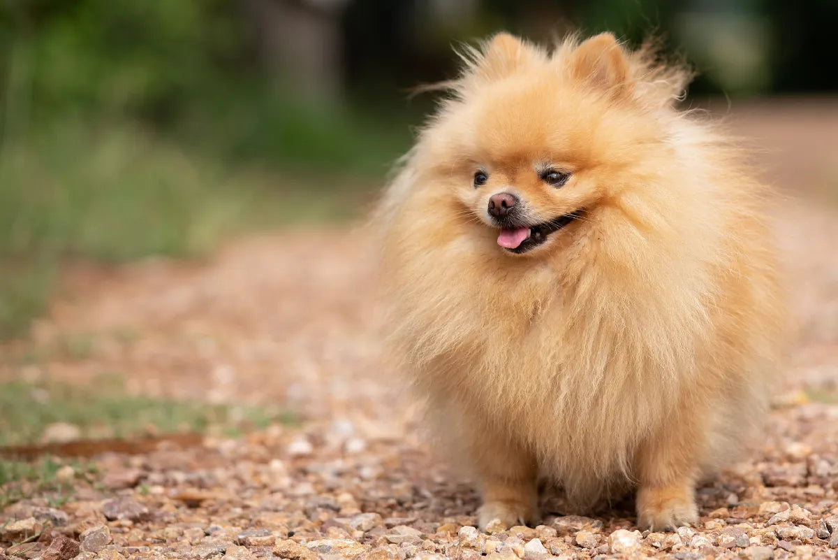Pomeranian