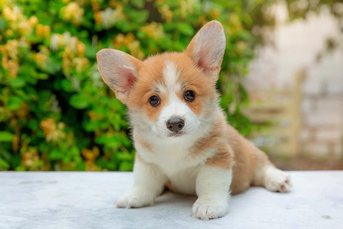 ¿Qué hacer si tu cachorro recién nacido no quiere comer?