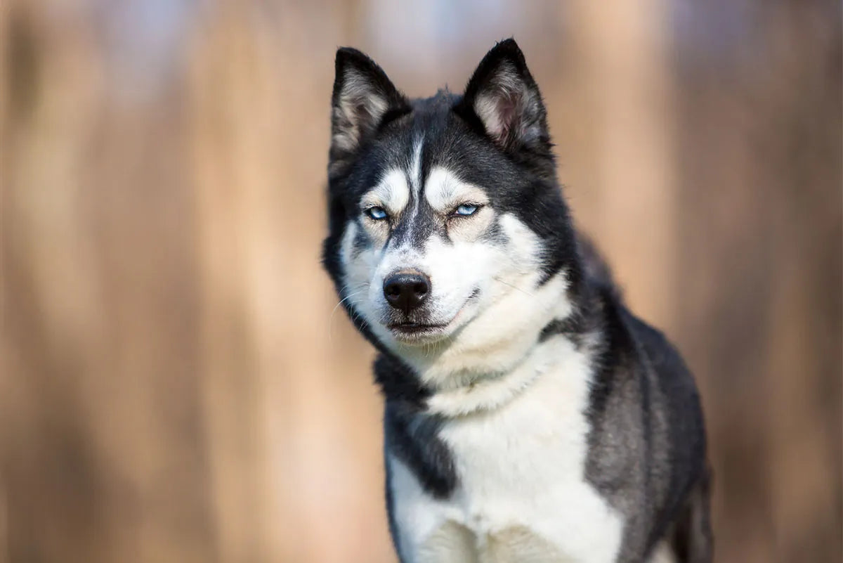 ¿El Husky pasa calor en verano?