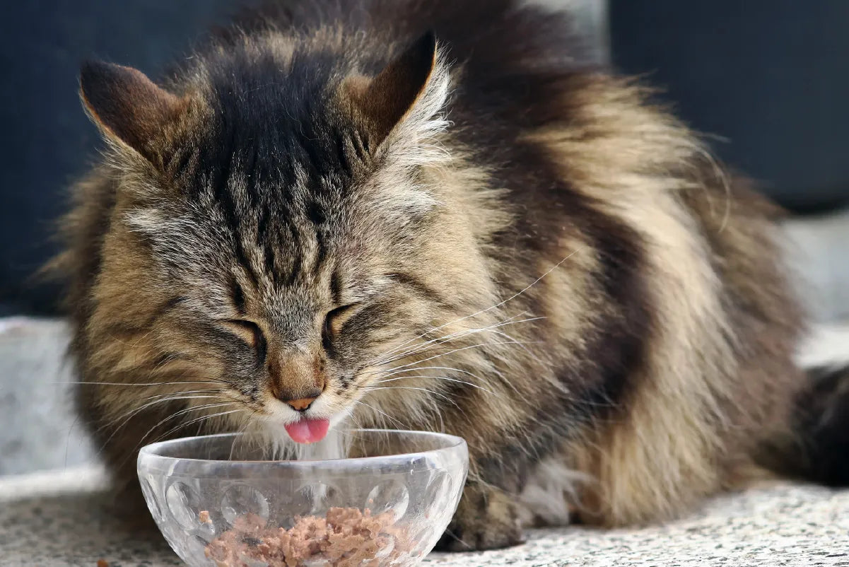 Gato bosque de noruega