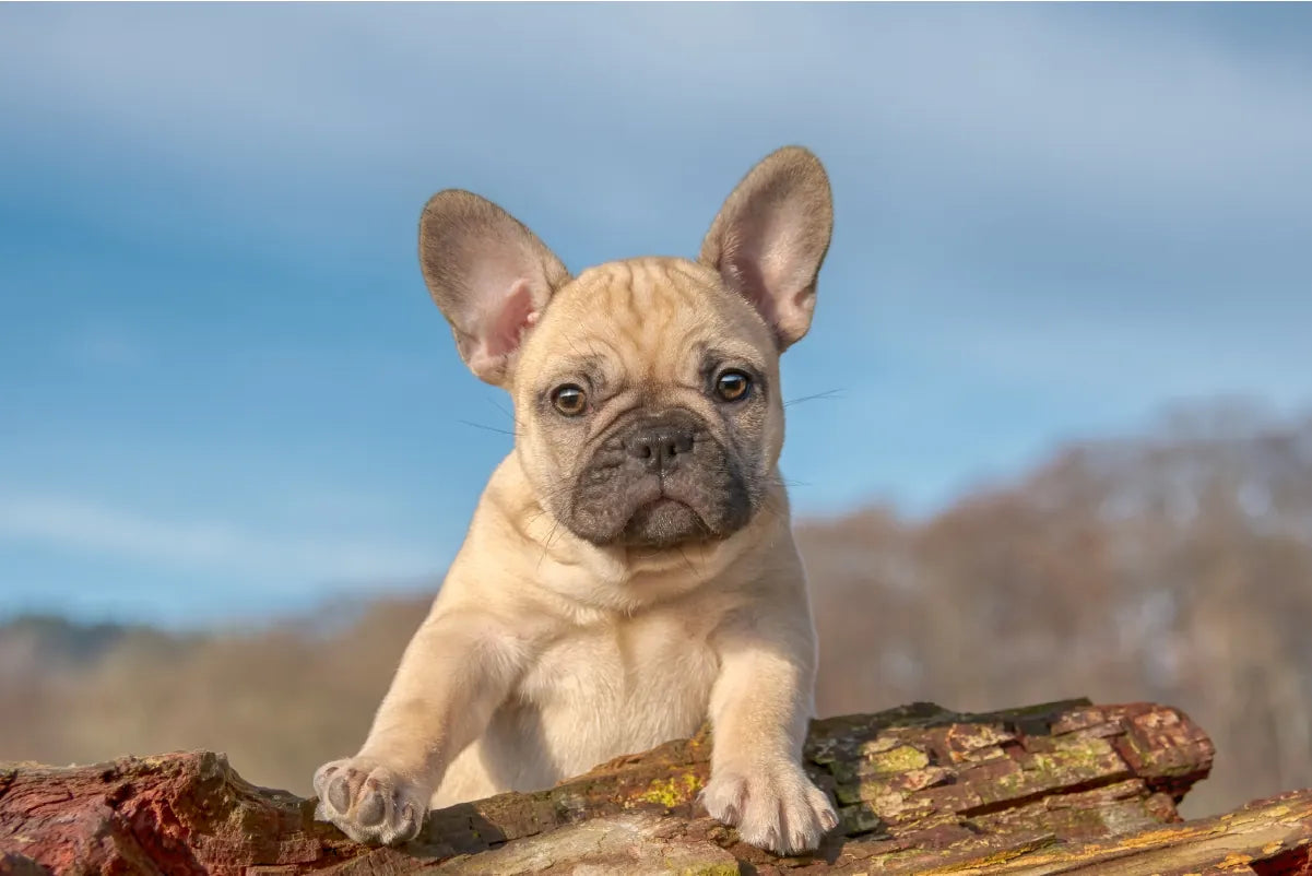 Bulldog Francés