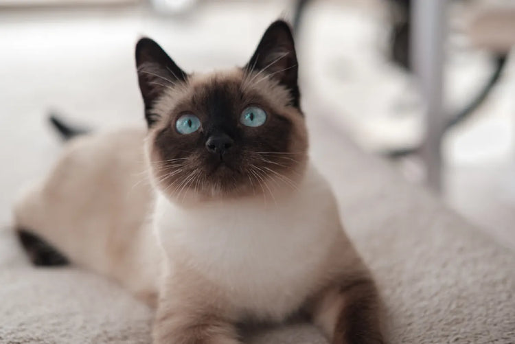 Gato Siamés