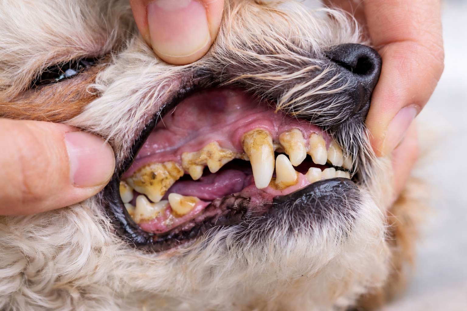 Sarro en perros: por qué aparece y cómo eliminarlo