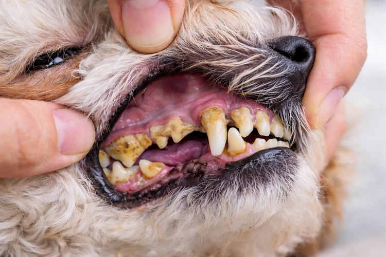 Sarro en perros: por qué aparece y cómo eliminarlo