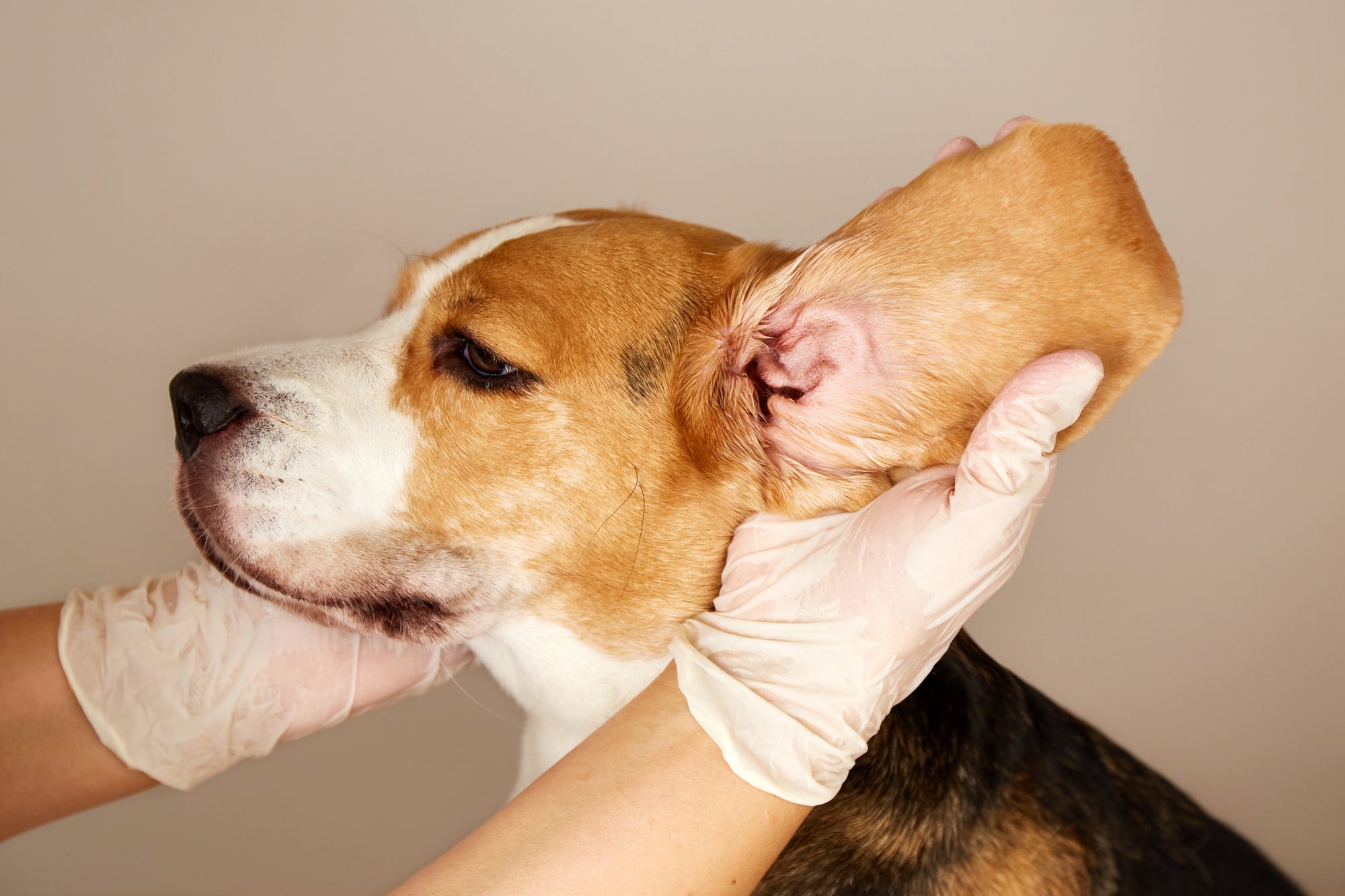 Limpieza de oídos en perros: cuándo y cómo hacerla