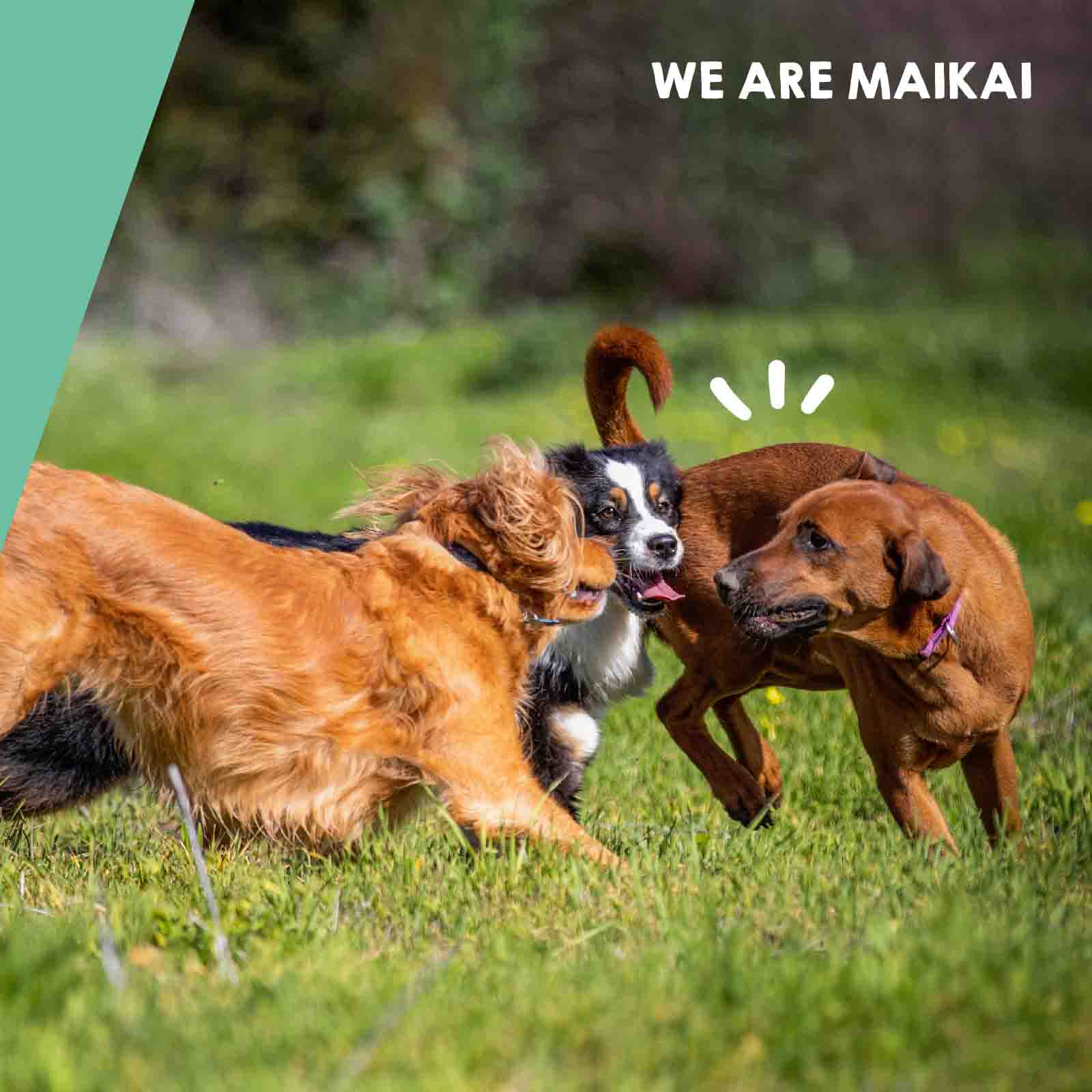 Condroprotector para perros, suplemento natural que ayuda a mantener la salud articular y mejorar la movilidad