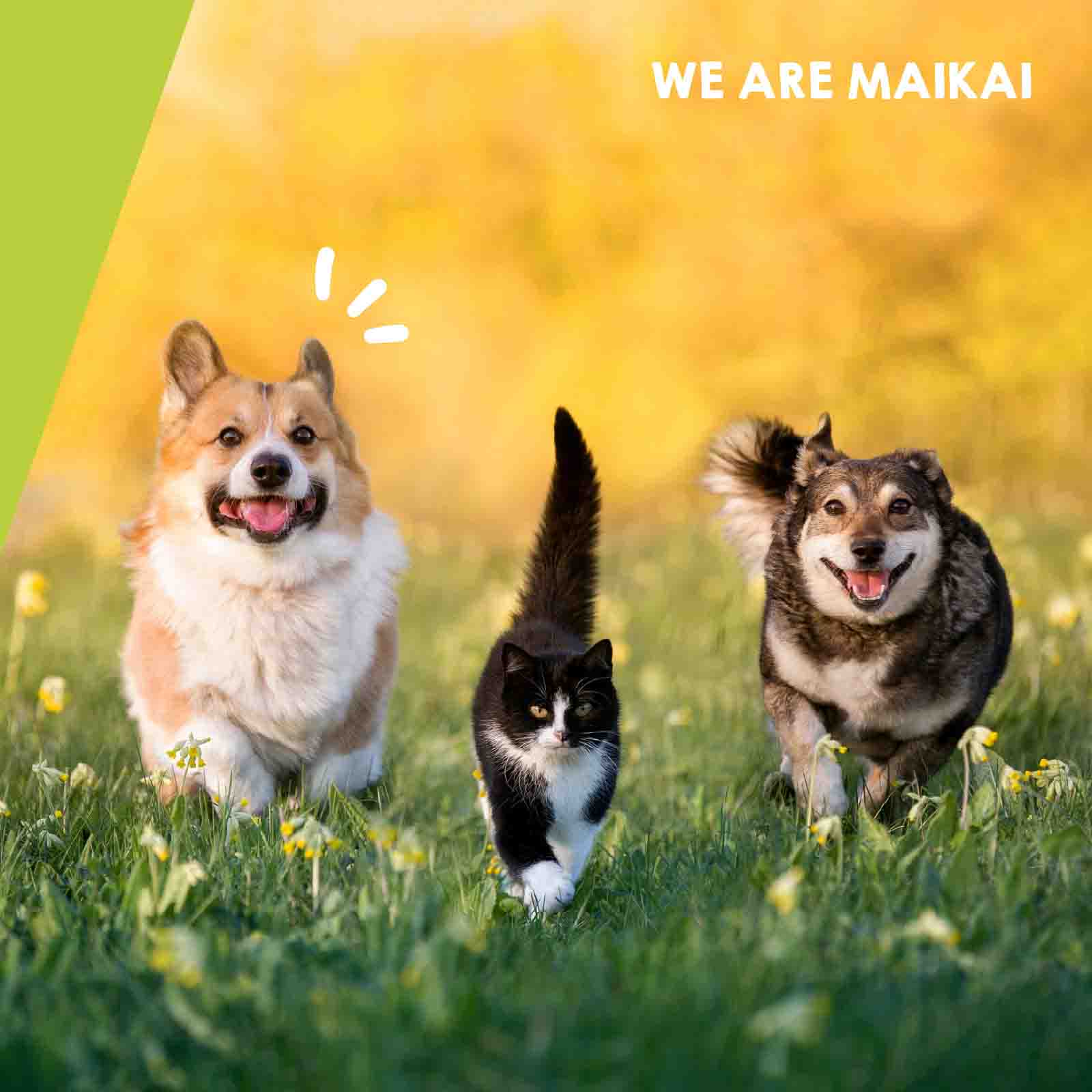 Condroprotectores para perros y gatos, suplemento natural que ayuda a mantener la salud articular y mejorar la movilidad