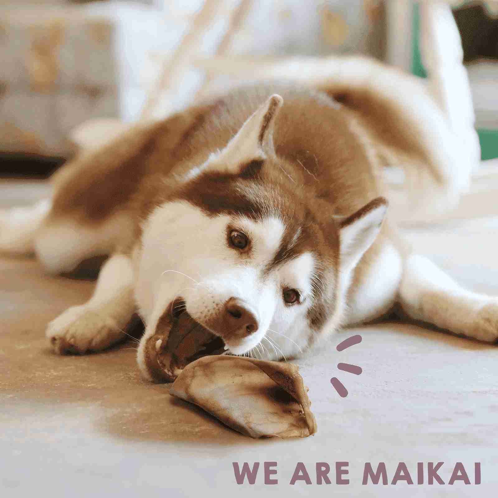 Friandises naturelles d’oreilles de porc comme snacks pour chiens