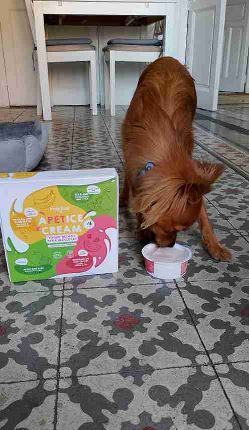 Helados y yogures naturales para perros – snacks refrescantes y saludables para el bienestar canino