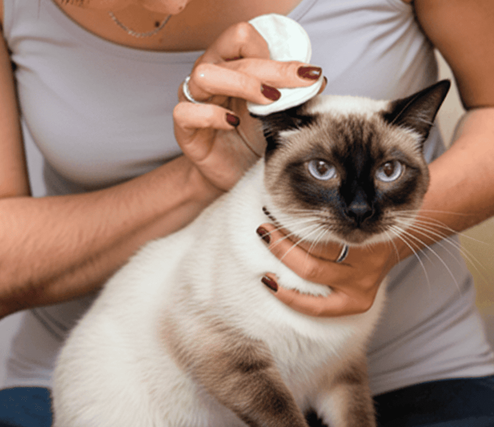 Persona aplicando el limpiador de oídos natural de Maikai Pets a un gato, un producto suave que ayuda a mantener una higiene óptima y prevenir infecciones.