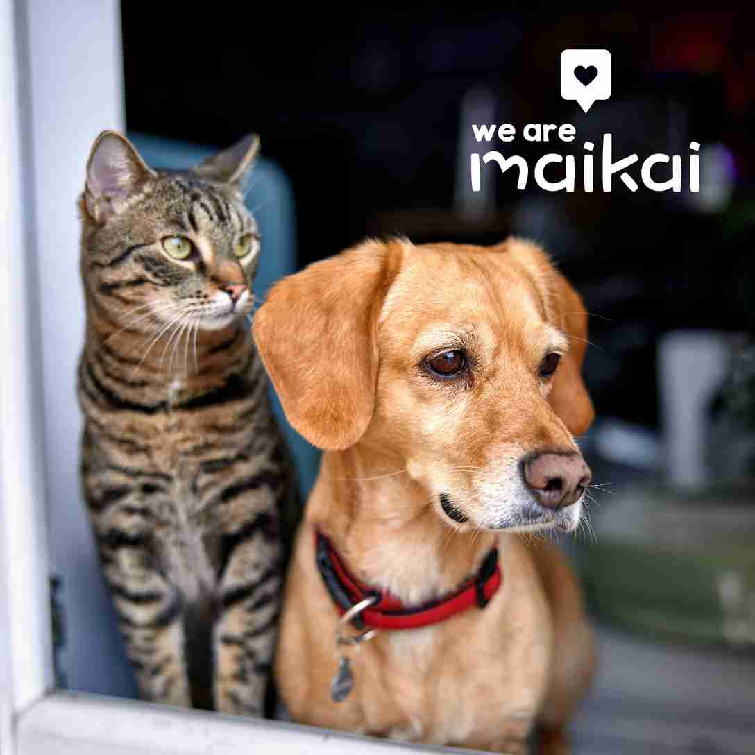 Mejillones de labio verde deshidratado para perros, snack natural rico en glucosamina que favorece la salud articular