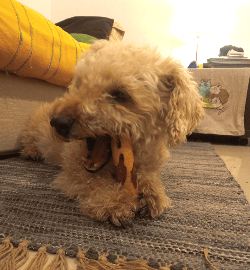 Perro masticando un mordedor natural de palo de olivo de Maikai Pets, una opción ecológica y segura que fortalece los dientes y entretiene de forma natural.