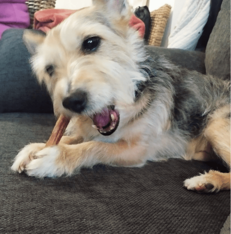 Nervios de toro naturales para perros de Maikai Pets, un snack duradero y saludable que fortalece los dientes y mantiene entretenido a tu peludo.