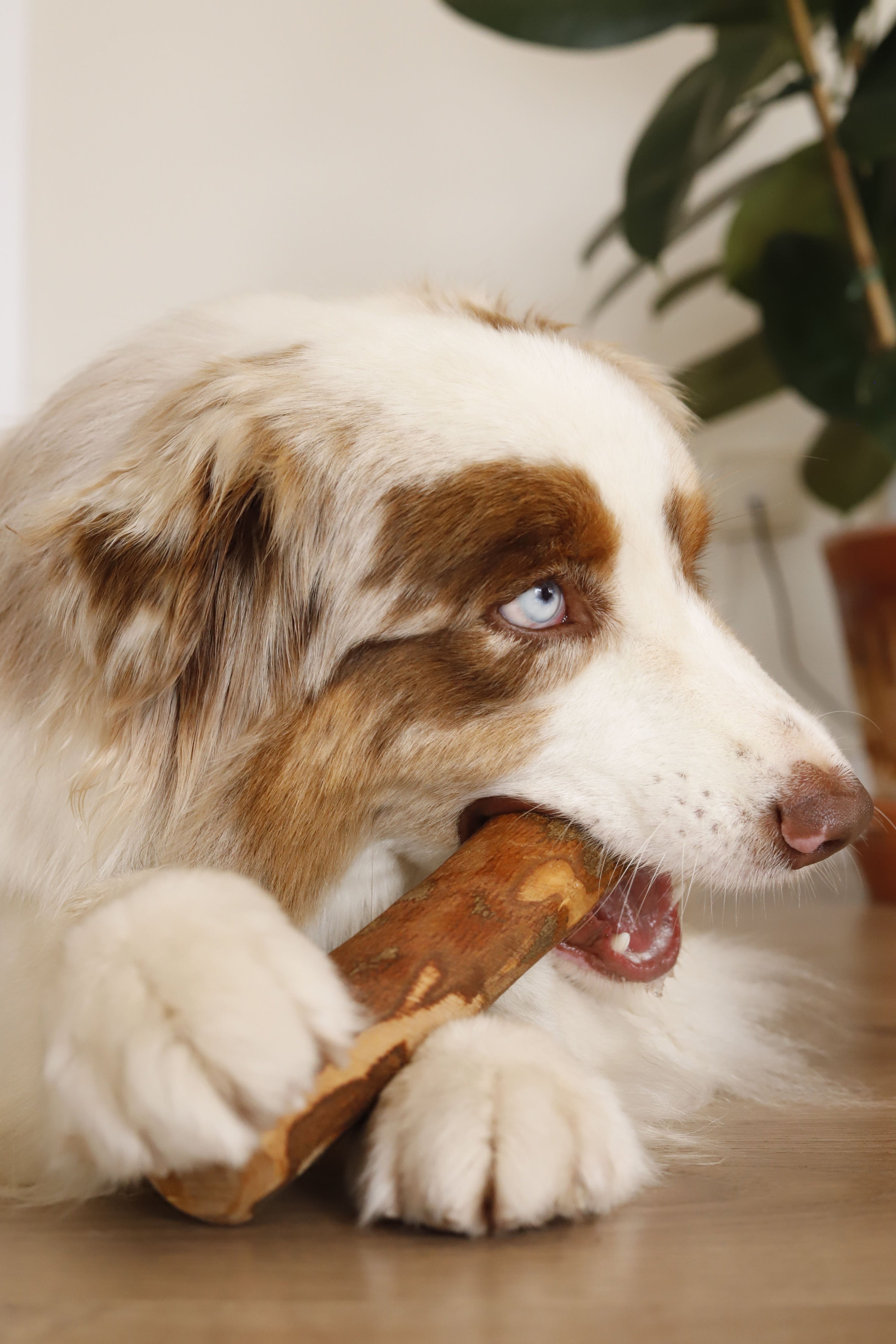 Perro disfrutando de un mordedor natural de palo de olivo de Maikai Pets, ideal para cuidar su salud dental y mantenerlo entretenido de forma saludable.