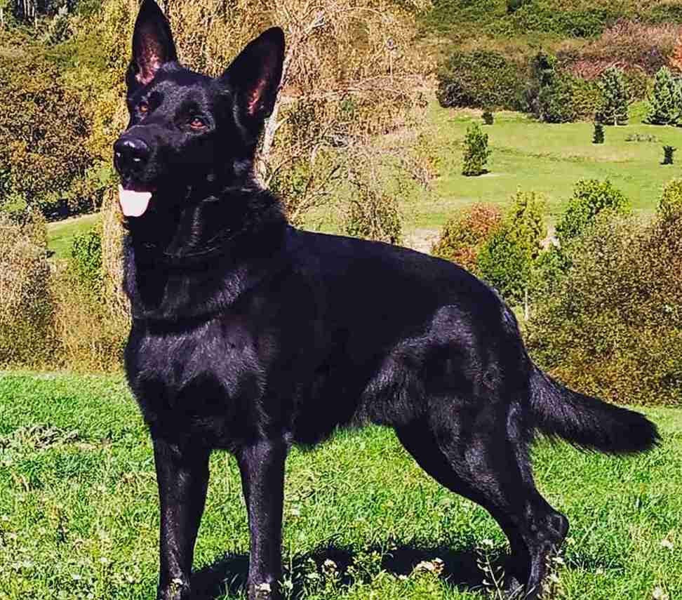 Pelo brillante para perros – productos naturales para mejorar la salud del pelaje y la piel canina