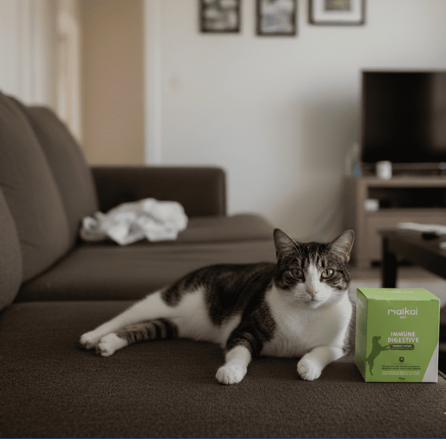 Gato tomando el probiótico Immune & Digestive de Maikai Pets, un suplemento natural que refuerza sus defensas y favorece una digestión saludable.