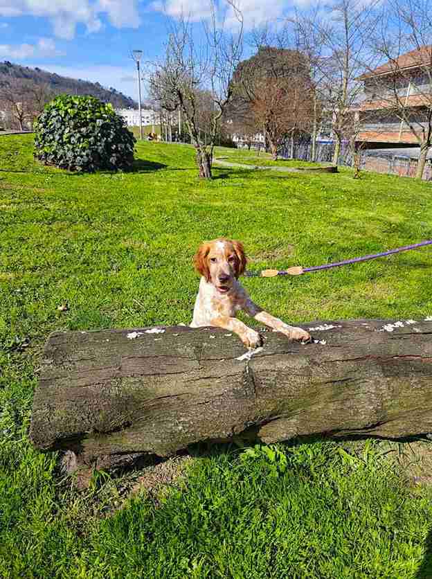 Productos naturales para mascotas – snacks, cuidado y bienestar para perros y gatos, saludables y sostenibles