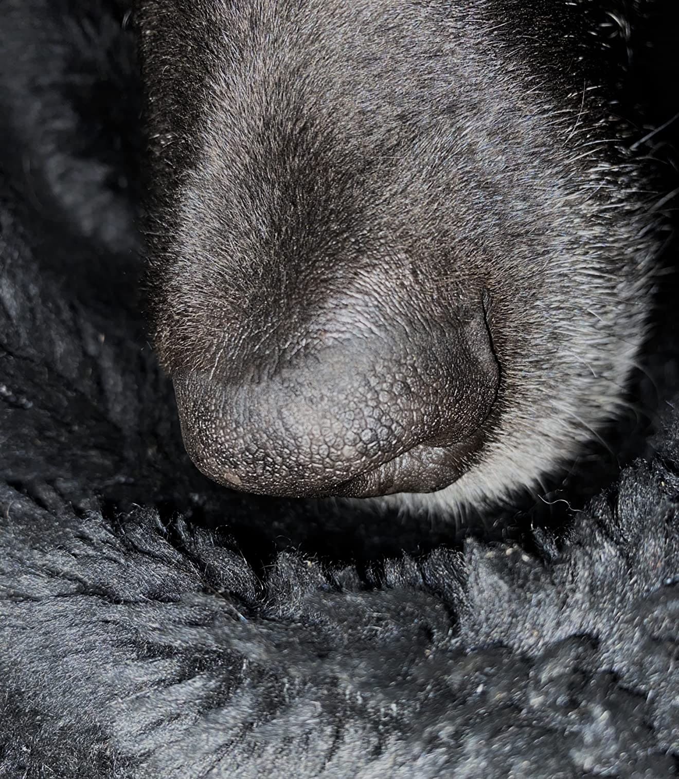 Protector natural de almohadillas y nariz de Maikai Pets, ideal para hidratar, reparar y proteger la piel de perros y gatos frente a la sequedad y el calor.