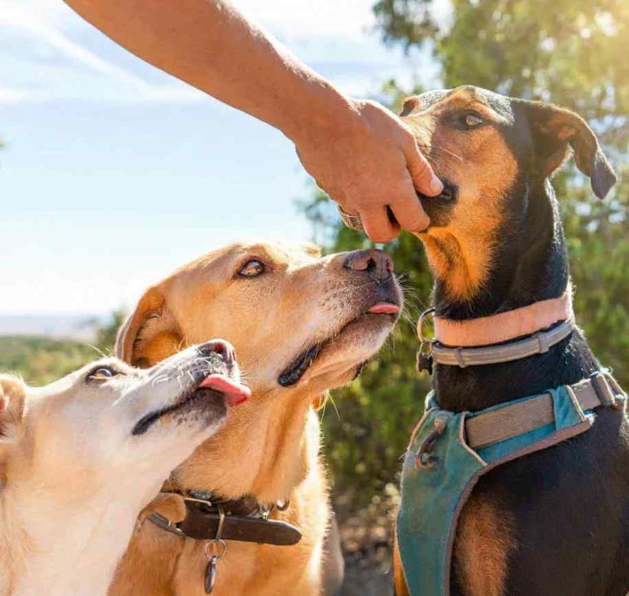 Pulmones de ternera deshidratados para perros de Maikai Pets, un snack natural, ligero y rico en proteínas, perfecto como premio saludable.