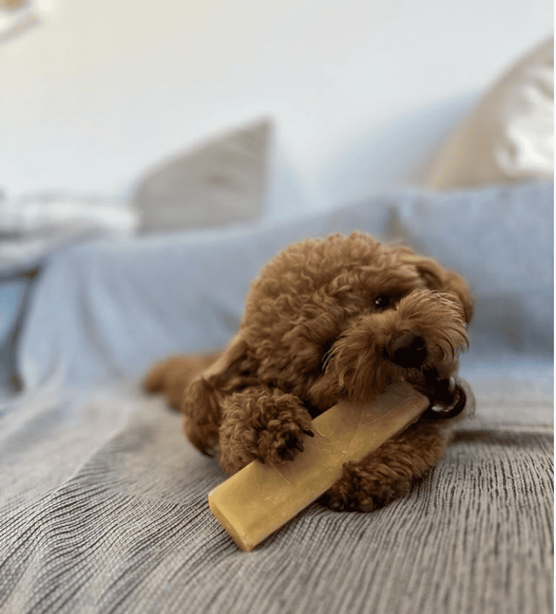 Perro saboreando un queso de yak natural de Maikai Pets, un snack saludable y duradero elaborado con leche del Himalaya, ideal para fortalecer los dientes.