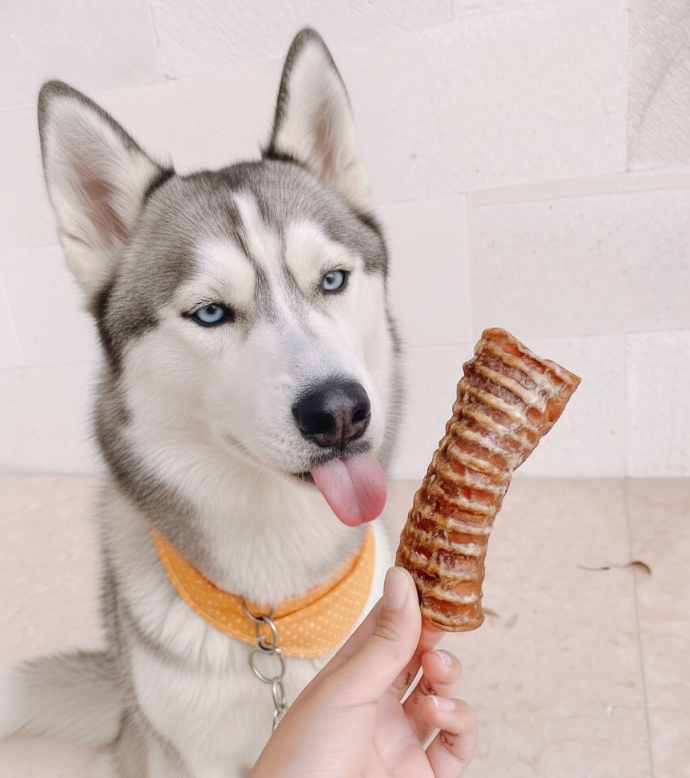 Snack natural de tráqueas de vaca para perros de Maikai Pets, un premio duradero que fortalece los dientes y proporciona entretenimiento saludable.