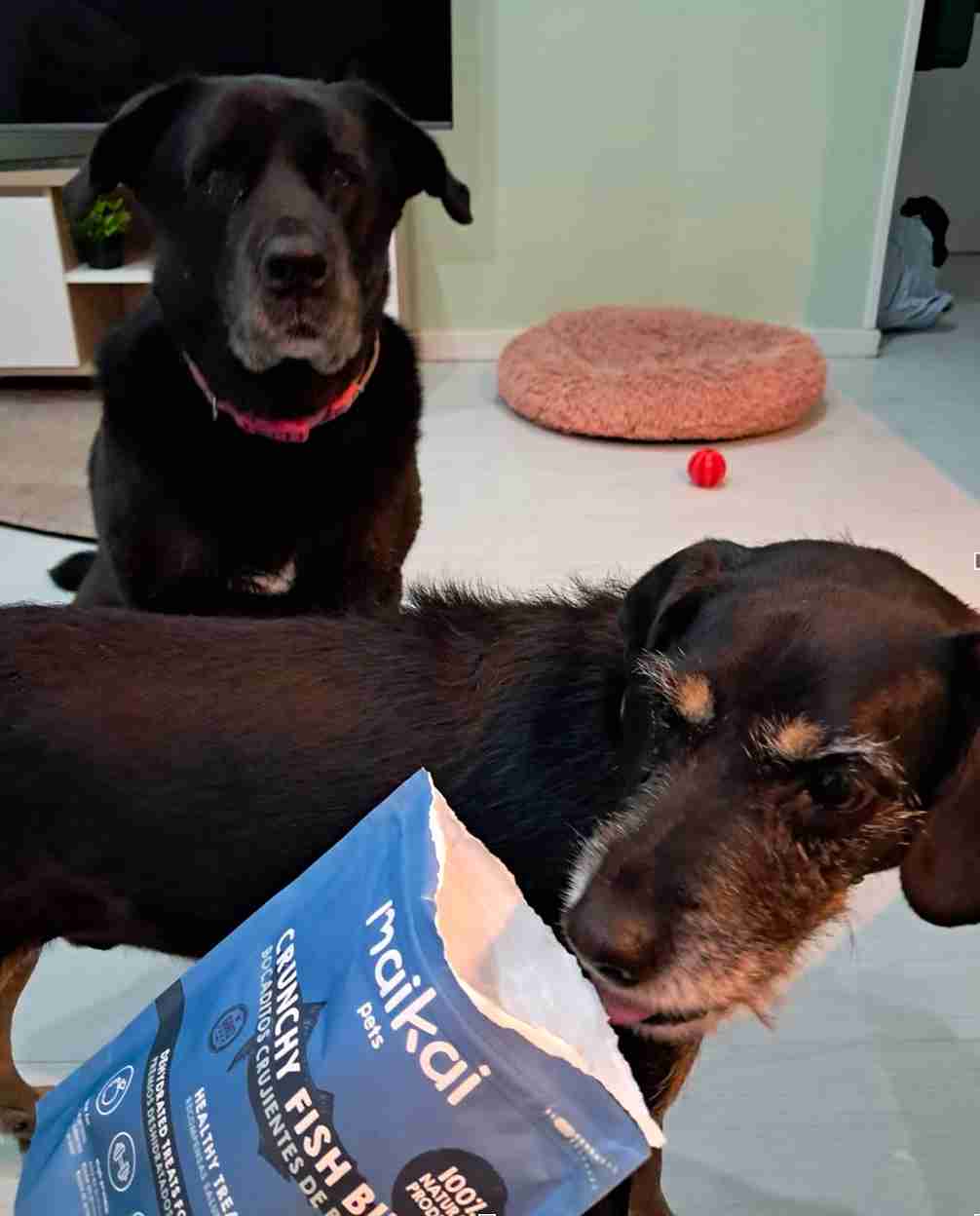 Snacks naturales para perros, premios saludables elaborados con ingredientes de calidad para el bienestar canino