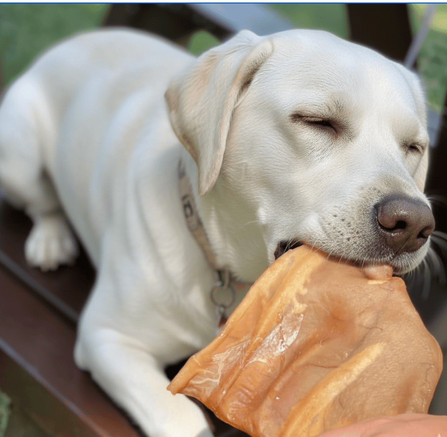 Snacks naturales de orejas de cerdo para perros de Maikai Pets, ideales para fortalecer los dientes y ofrecer una masticación prolongada y deliciosa.