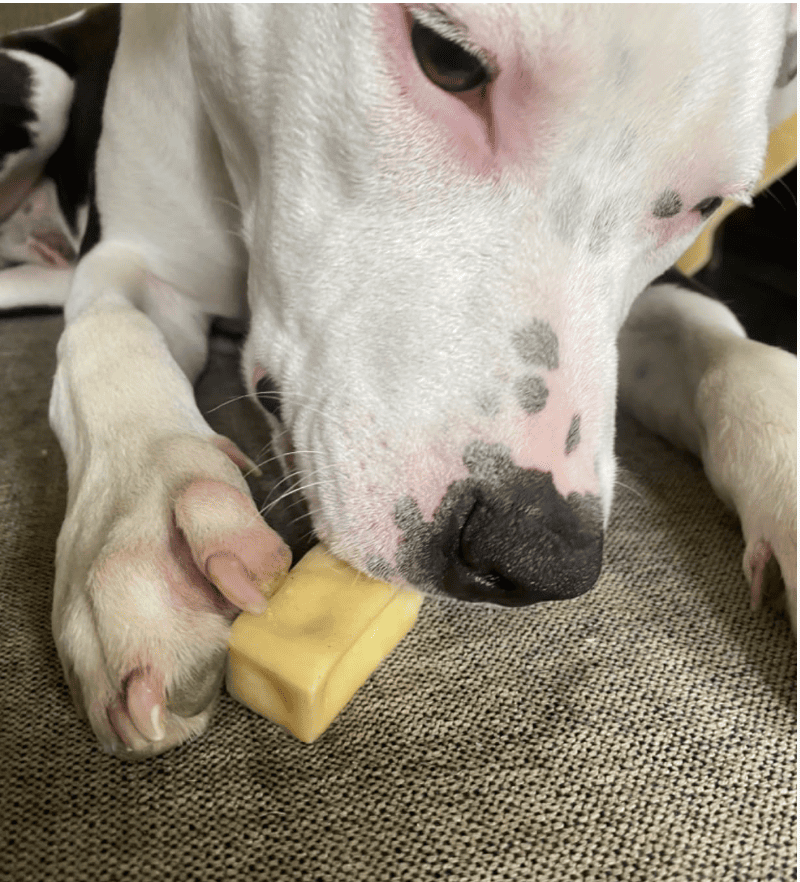 Perro disfrutando de un snack natural de queso del Himalaya de Maikai Pets, una chuche duradera y saludable rica en proteínas y baja en grasa.