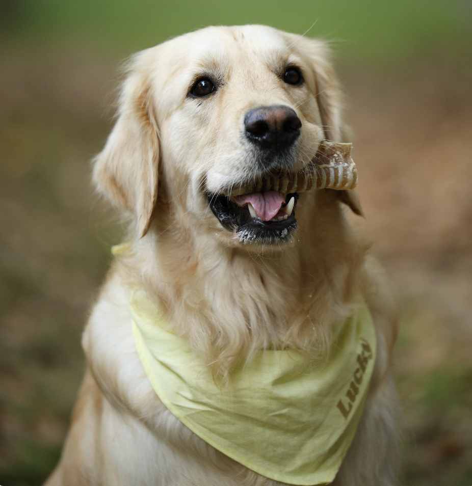 Tráqueas de vaca deshidratadas para perros de Maikai Pets, un snack natural que limpia los dientes, fortalece la mandíbula y ofrece una masticación prolongada.