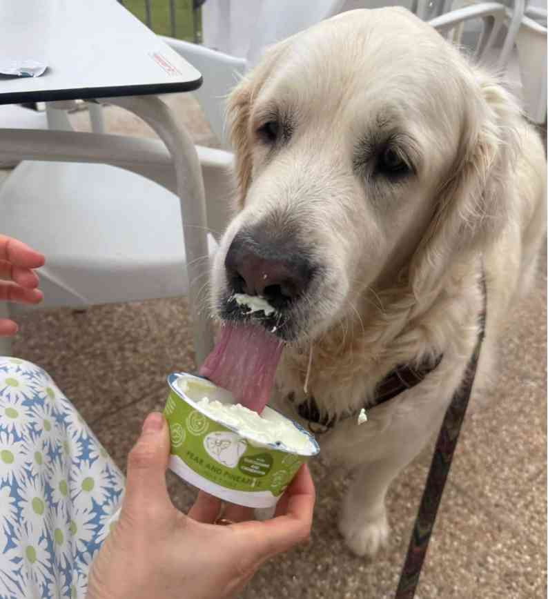 Pack de 6 yogures y helados naturales funcionales sin lactosa para perros de Maikai Pets, un snack refrescante y saludable que aporta nutrientes y cuida la digestión canina.