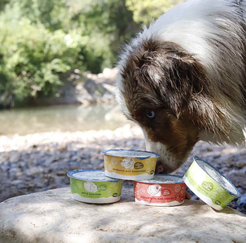 Perro disfrutando de yogures y helados naturales funcionales sin lactosa de Maikai Pets, un snack saludable y refrescante que aporta nutrientes y cuida su digestión.