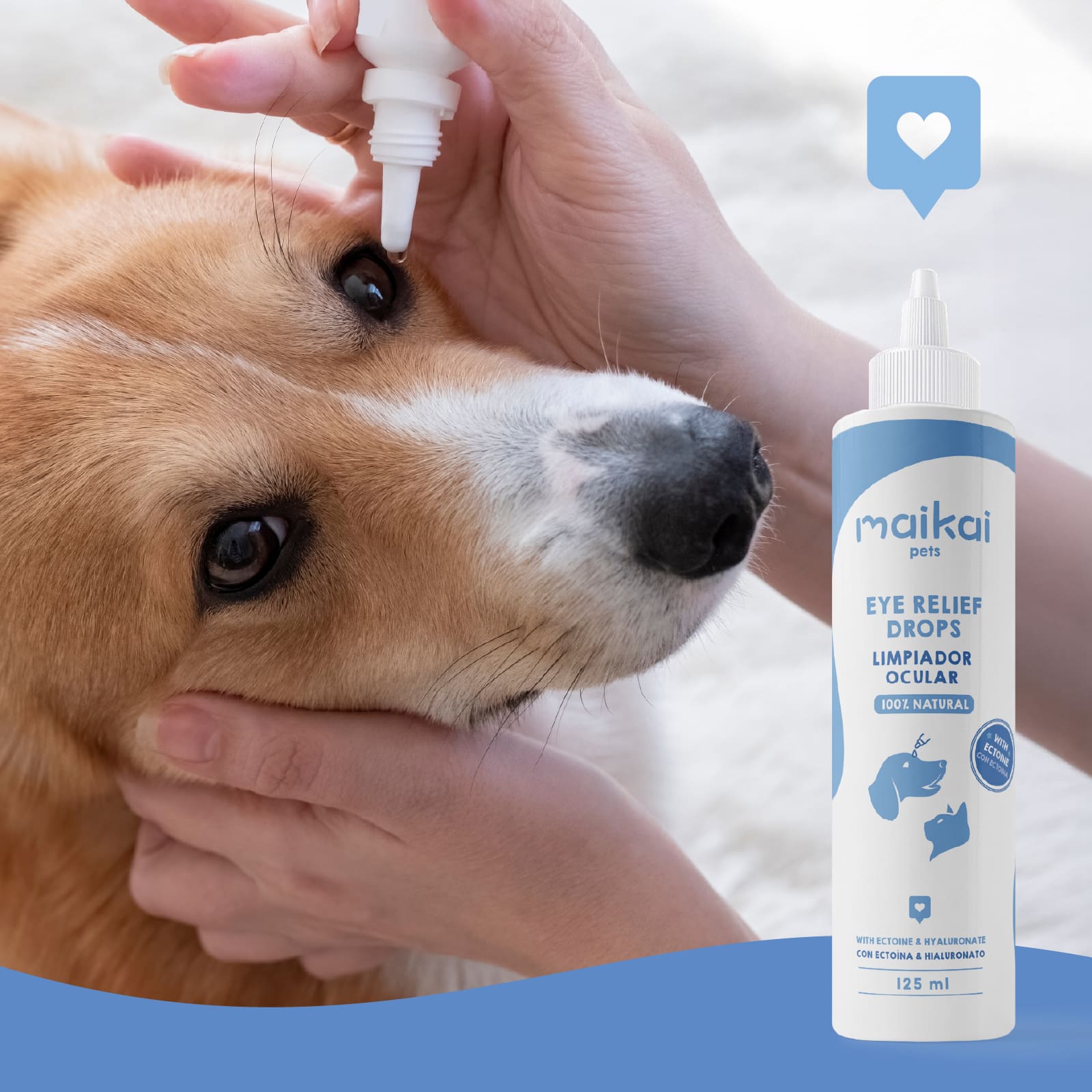 Aplicación del limpiador ocular Maikai Pets en un perro con ojos secos.