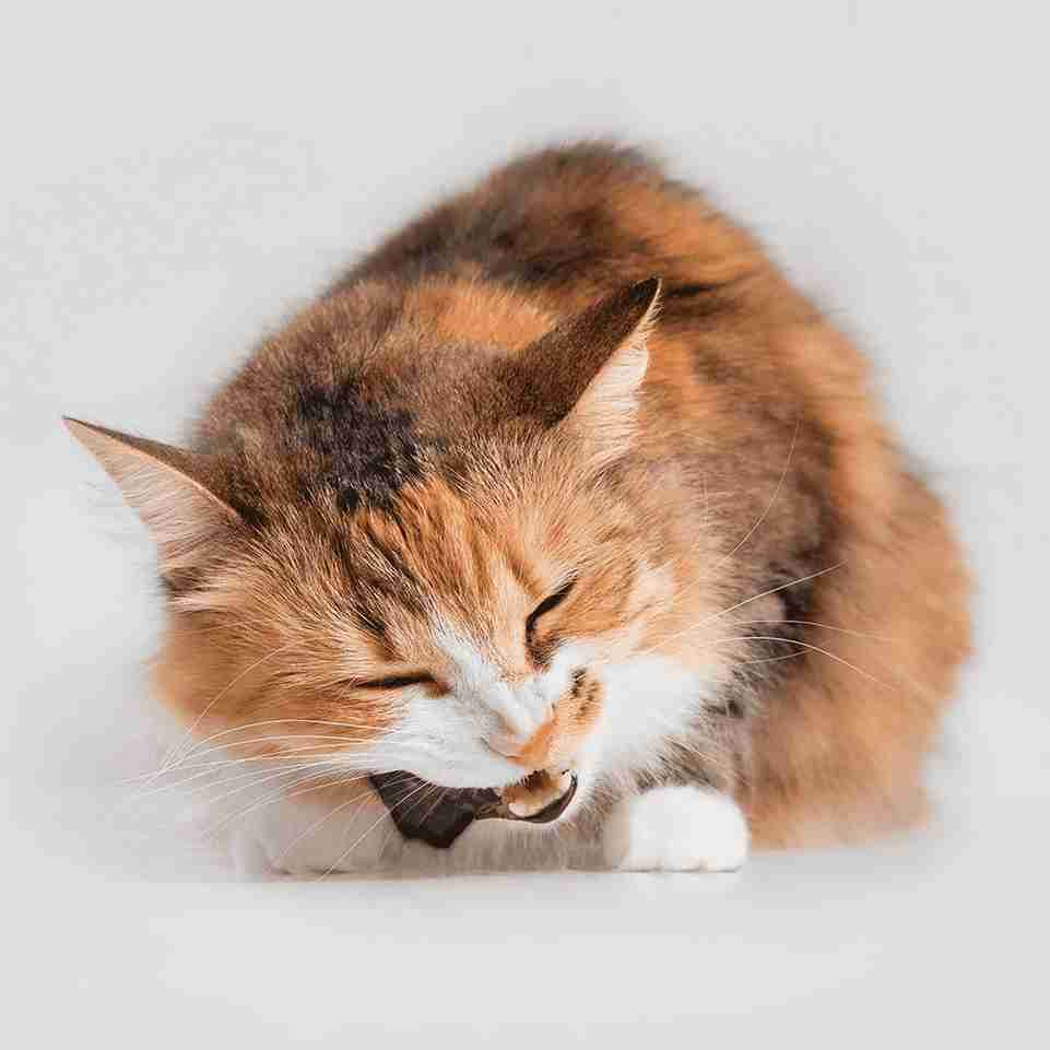 Boquerones deshidratados para gatos, snack natural rico en proteínas y ácidos grasos omega-3 para la salud y vitalidad felina