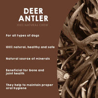 Deer antler chew for dogs