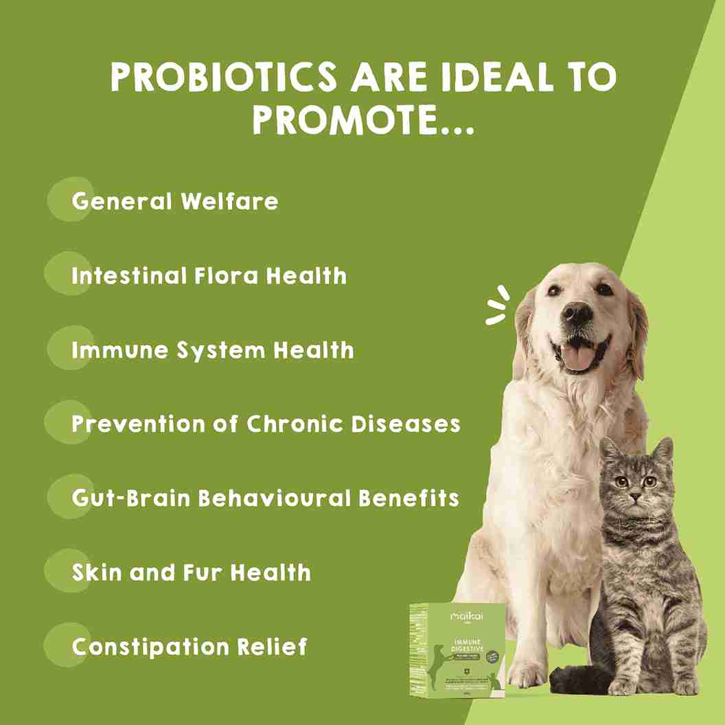 Natural probiotic for immune and digestive health in cats