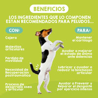 Beneficios de los condroprotectores para perros y gatos, suplementos que apoyan la salud articular y mejoran la movilidad