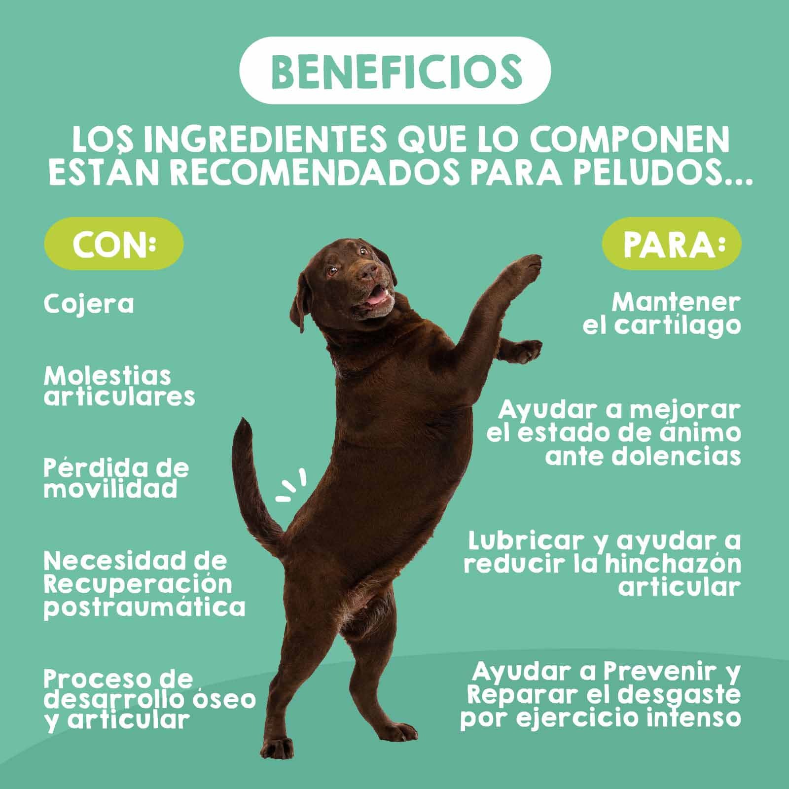Condroprotector para dolor articular en perros grandes, suplemento natural que alivia molestias y mejora movilidad