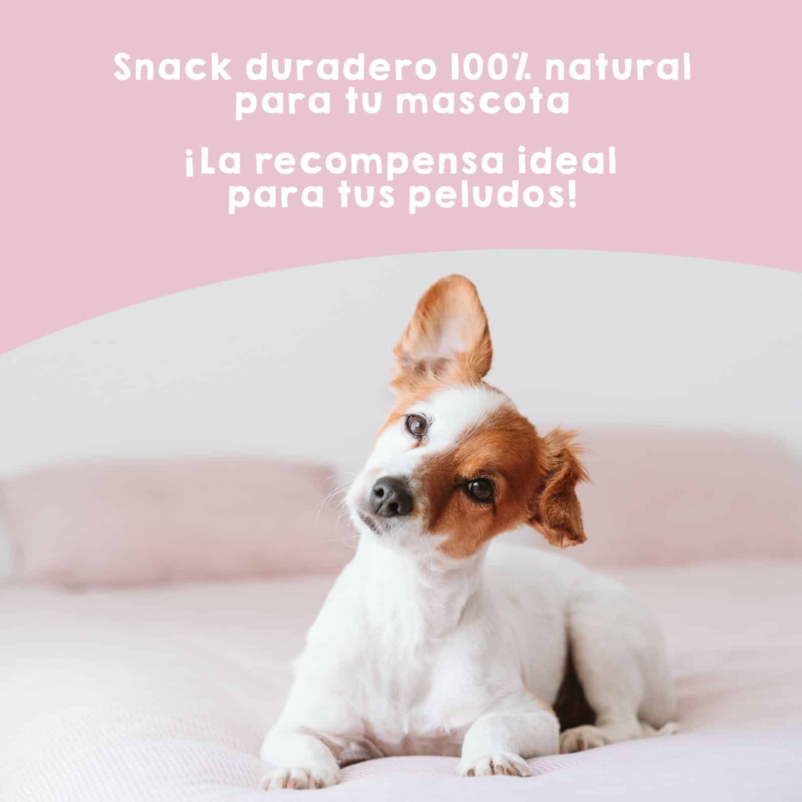Snack natural de oreja de cerdo Maikai Pets para perros, 100% saludable y duradero, rico en proteínas, ideal como premio y para mantener dientes y encías fuertes.